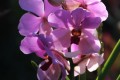 orchide sauvage guadeloupe